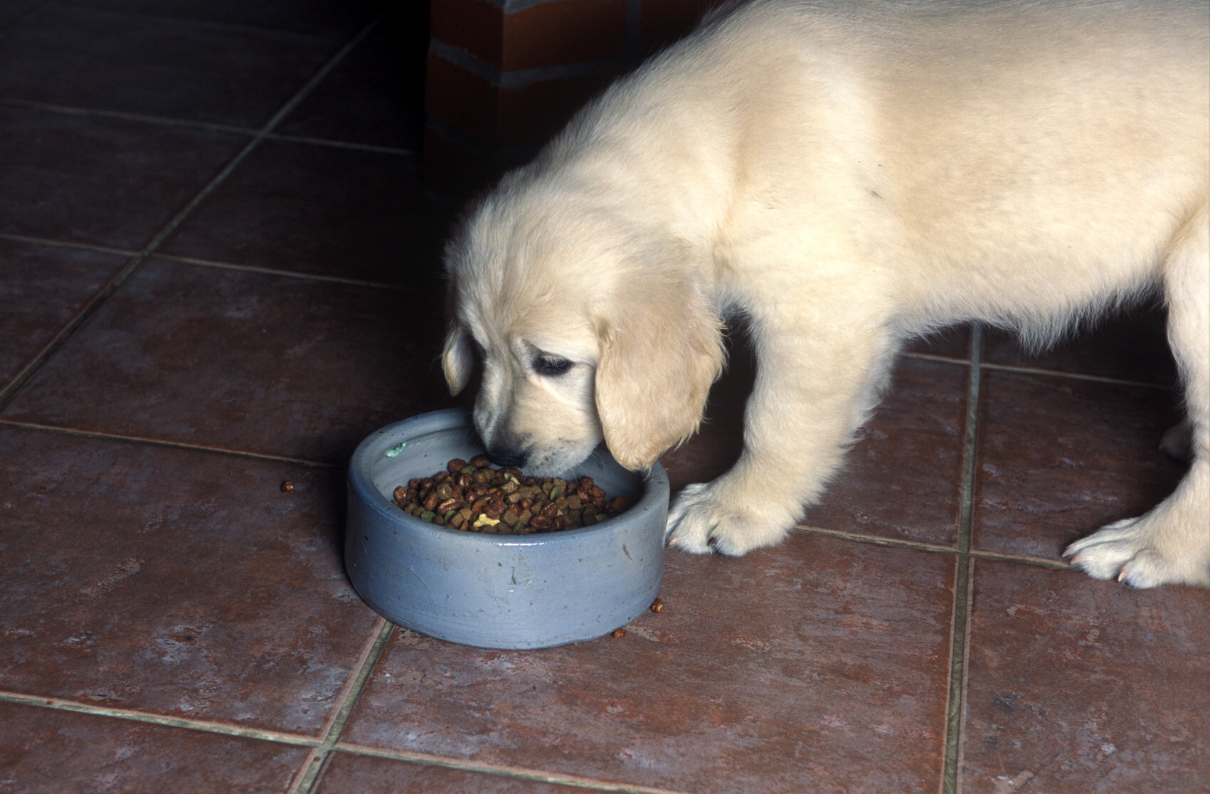 Perché cani e gatti preferiscono crocchette con proteine microbiche