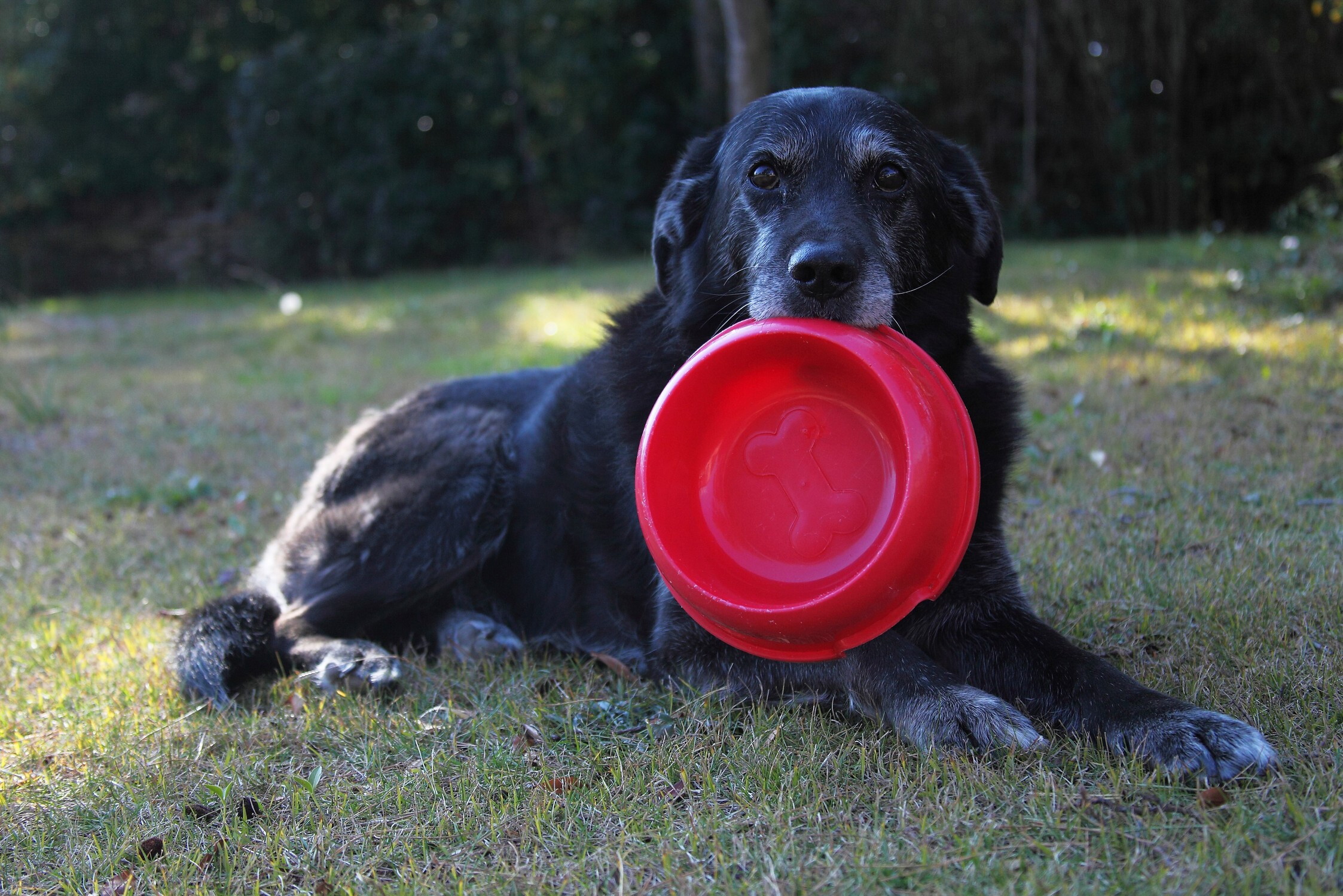 I cani sono 'dipendenti' dai giochi come noi umani dall'azzardo