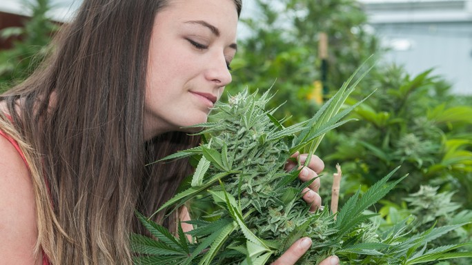 Il nuovo business negli Usa si chiama marijuana, ma è italiana l'erba più richiesta