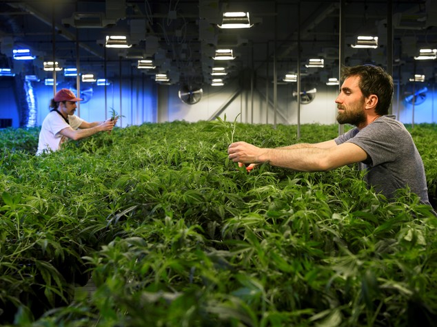 Sette farmacie multate per aver "pubblicizzato la cannabis"
