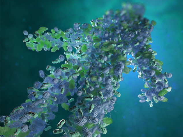 Nel nostro corpo c'è un organo ancora da esplorare