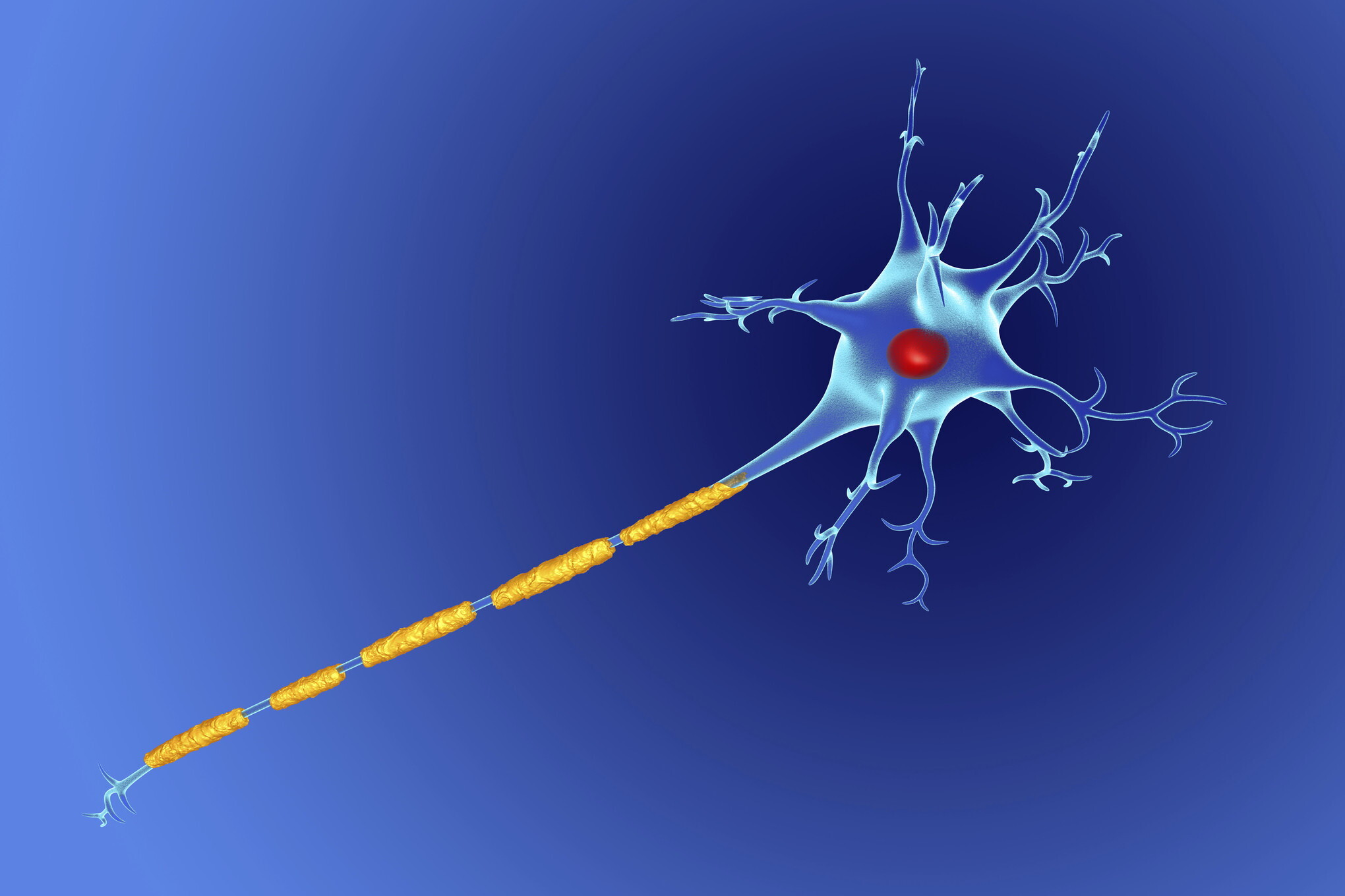 I batteri intestinali possono accelerare la sclerosi multipla