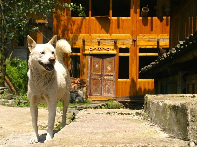 Un'altra città cinese vara la politica del... 'cane unico'