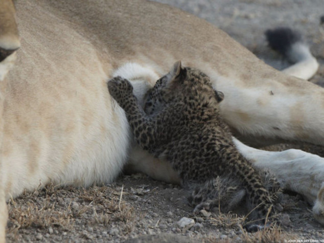 Leonessa adotta cucciolo di leopardo. Non era mai successo