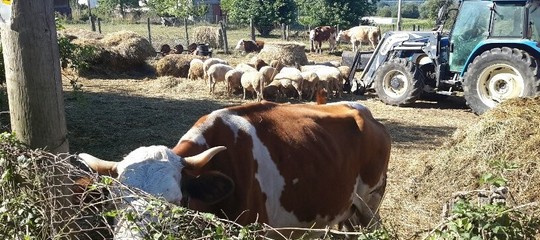 Il Genome Editing consente di avere animali più efficienti e sementi più forti. Ma l'Italia e l'Europa non stanno investendo