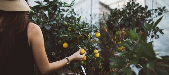 Il Genome Editing consente di avere animali più efficienti e sementi più forti. Ma l'Italia e l'Europa non stanno investendo