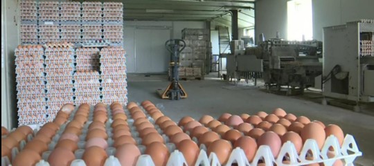 In Italia non sono arrivate uova contaminate. Almeno per ora