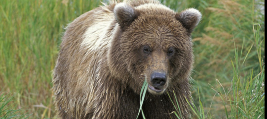 Abbattuta dalla Forestale in Trentino l'orsa KJ2