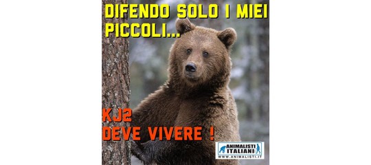 Abbattuta l'orsa KJ2, lacrime e rabbia su Internet
