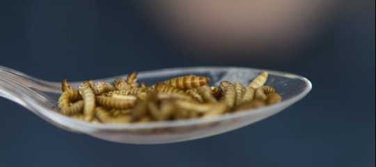 Hamburger e polpette di insetti: in Svizzera si trovano al supermercato