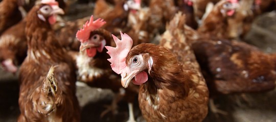 Quanto ci dobbiamo preoccupare per le uova al fipronil 'made in Italy'