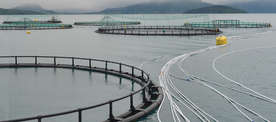 Durante l'eclissi i salmoni atlantici sono scappati verso il Pacifico. "Un disastro"
