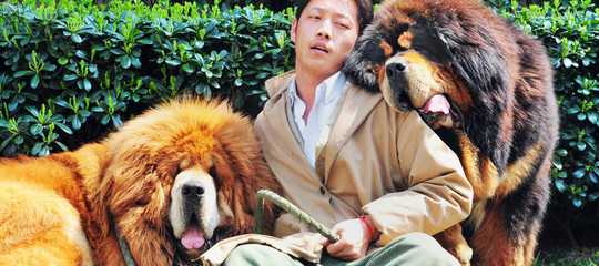 Un giudice ordina il taglio delle corde vocali ai cani che ...