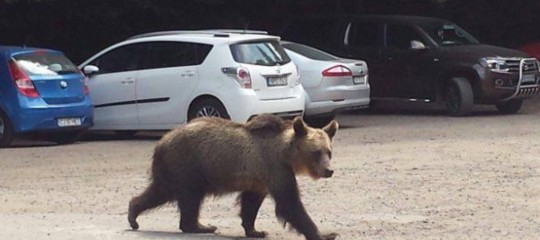In Romania è stata ordinata dal governo una strage programmata di orsi e lupi
