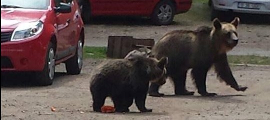 In Romania è stata ordinata dal governo una strage programmata di orsi e lupi
