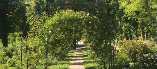 Quelle rose dimostrano che tutto può essere cambiato