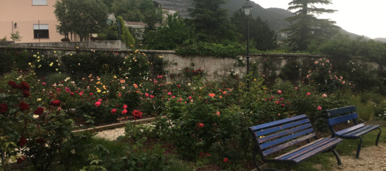 Quelle rose dimostrano che tutto può essere cambiato