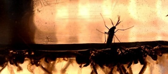 Che cos'è l'infezione Chikungunya e quali zanzare la trasmettono