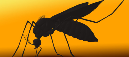 La febbre chikungunya è diventata un caso politico e Zingaretti accusa Raggi