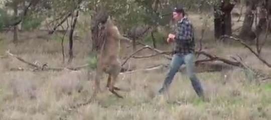 Perché in Australia si dovranno uccidere (e mangiare) migliaia di canguri
