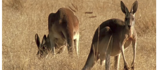 Perché in Australia si dovranno uccidere (e mangiare) migliaia di canguri
