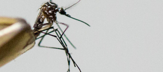 Chikungunya: stop alle donazioni di sangue per 1,3 milioni di romani