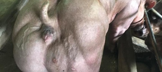 Il caso dei 'suini-hulk' cambogiani. Sono davvero geneticamente modificati?
