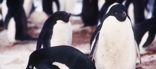 I pinguini dell'Antartide non riescono più a riprodursi