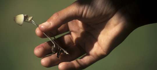 Cosa fa un fungo allucinogeno al cervello di una persona depressa
