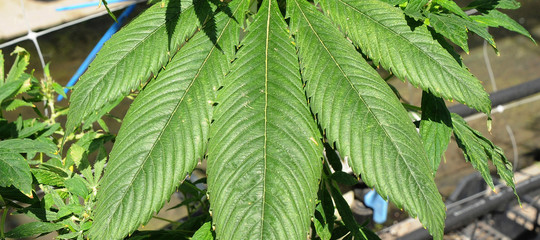 Cannabis: Camera approva ddl per uso terapeutico, ora passa al Senato