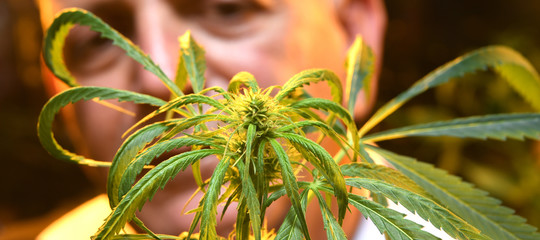 Cosa cambia in Italia con la nuova legge sulla cannabis