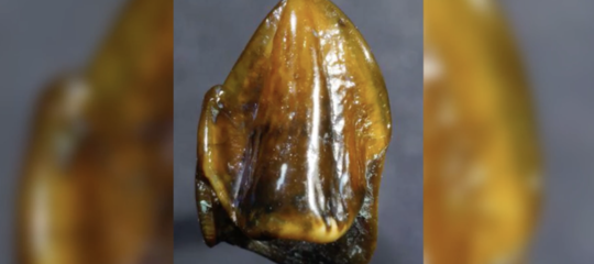 Un dente di 9 milioni di anni fa scoperto in Germania potrebbe ...
