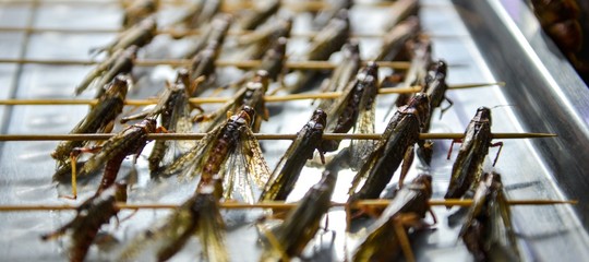 2.000 specie di insetti sono pronte per la tavola degli italiani. E sanno di pollo