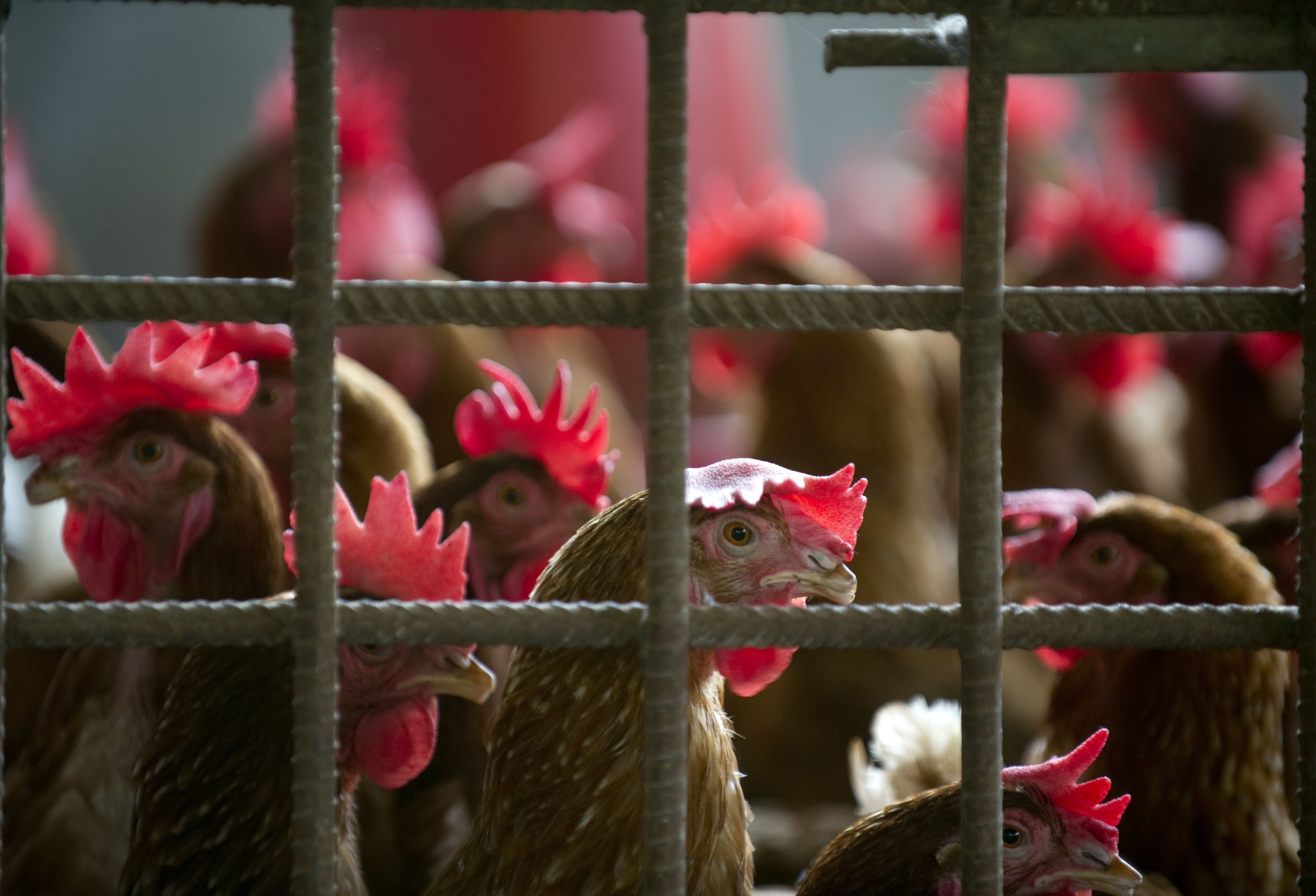 Influenza aviaria: cos'è, quali sintomi e come si cura