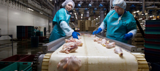 Il sashimi di pollo è di moda ma può essere letale. Uno studio
