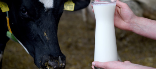 Quote latte: Corte Ue respinge ricorso, Italia recuperi tutti gli aiuti