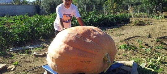 L'Italia si è scoperta una grande esportatrice di zucche