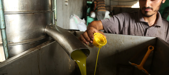 Come sarà l'olio quest'anno (e quanto)
