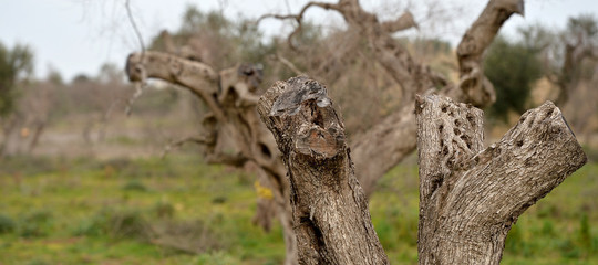 Se grazie al Tap si cureranno gli ulivi dalla xylella