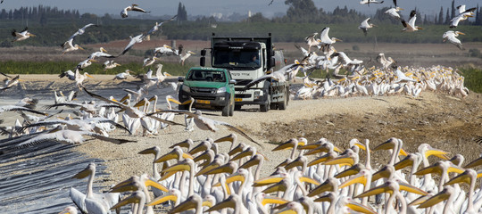 Pellicani troppo voraci, in Israele scatta il piano per difendere i pescatori