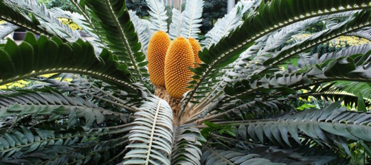 Maschio e single per natura, ecco l'albero più minacciato al mondo