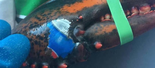 In Canada hanno pescato un'aragosta con 'tatuato' il logo della Pepsi