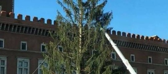 Tutti pazzi per "Spelacchio". L'ironia dei romani sull'abete di Piazza Venezia