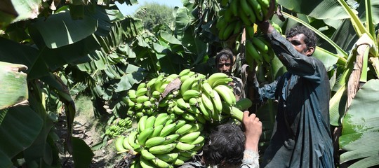 Un fungo sta distruggendo le piantagioni di banane in tutto il mondo