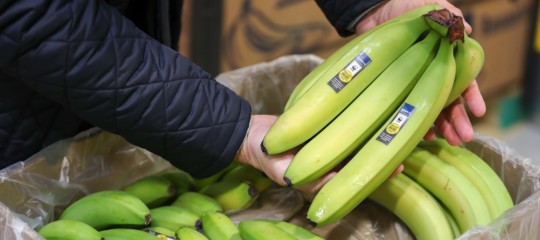 Un fungo sta distruggendo le piantagioni di banane in tutto il mondo