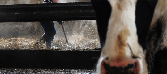 Perché la Cina ha tolto il veto alle carni bovine italiane