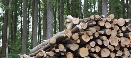 Perché i biocombustibili non sono sostenibili
