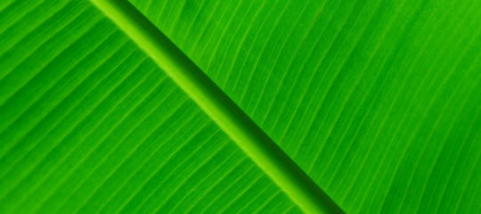 La fotosintesi artificiale