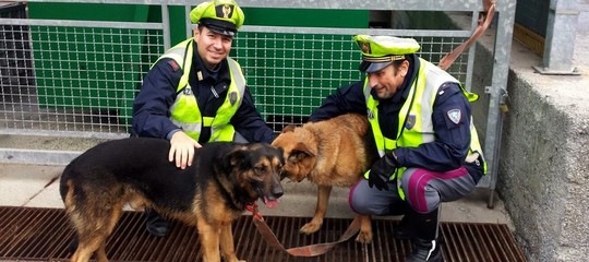 Scappano spaventati dai fucili dei cacciatori, la polizia salva due cani sulla A12