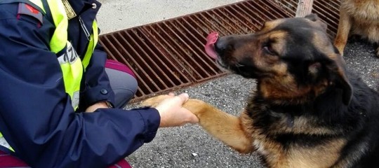 Scappano spaventati dai fucili dei cacciatori, la polizia salva due cani sulla A12